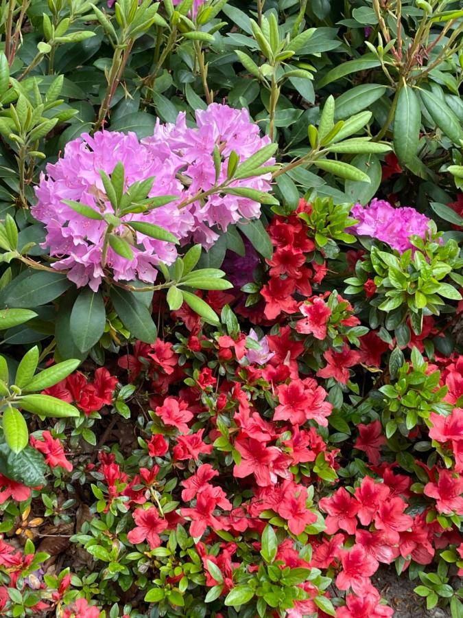 אלמן Villa Rozenhof מראה חיצוני תמונה